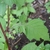 Crassocephalum crepidioides