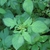 Crassocephalum crepidioides