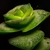 Close-up of fleshy, opposite, sessile, triangular leaves.