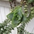 Trailing succulent plant with sessile leaves.