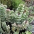 Trailing succulent plant with sessile leaves.