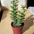 Potted succulent plant with opposite triangular sessile leaves.