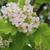 Crataegus mollis