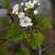 Crataegus mollis