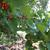 Crataegus mollis