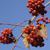 Crataegus phaenopyrum berries