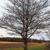 Crataegus phaenopyrum