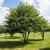 Crataegus phaenopyrum