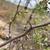 Branch with thorns