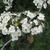 Crataegus crusgalli var. pyricanthifolia - flowers
