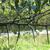 Crataegus crusgalli - thorns on limb