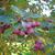Crataegus crusgalli - fruit