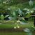 Crataegus crusgalli