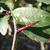 Thorn