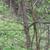 Mature Bark