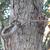 Bark