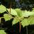 Zig-zag stem with thorns