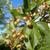 Fruits