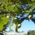 Leaves and unripe fruits