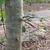 Bark with thorns