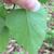 Underside of leaf