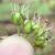 Unripe fruits