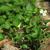 Viola striata