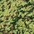 Rubus rolfei