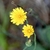 Vibrant yellow composite flower with numerous ray flowers