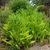 Crinitaria tatarica 'Jindai'