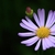 Crinitaria tatarica