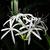 Crinum americanum