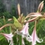 Crinum Hybrid flower
