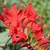 Bright reddish orange flower closeup