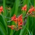 Branched inflorescences with orange flowers.
