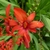 Vivid orange-red, 6-parted flower.