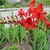 Branched spikes of vivid, 6-petaled flowers.