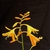 Close-up of yellow, 6-petaled flowers.