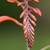 A row of alternate distichous flower buds.