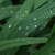 Foliage, like iris leaves, with raindrops clinging to it.