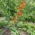 Branched inflorescences with orange flowers.