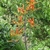 Branched inflorescences with orange flowers.
