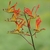 Branched inflorescences with orange flowers.
