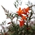 Branched inflorescences with orange flowers.