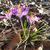 Crocus