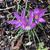 Crocus tommasinianus