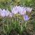 Crocus