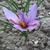 Close up of flower