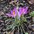 Crocus tommasinianus