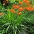 Branched inflorescences with orange flowers above strappy leaves